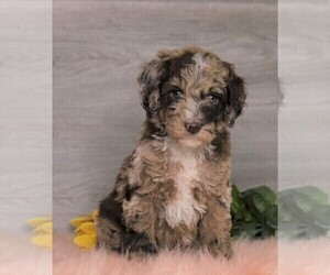 Poodle (Standard) Puppy for sale in FREDERICKSBG, OH, USA