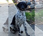 Small Photo #1 Labradoodle Puppy For Sale in ATHELSTANE, WI, USA