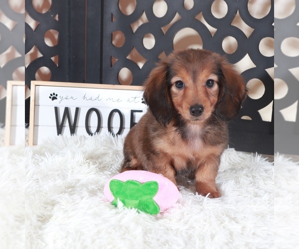 Medium Photo #1 Dachshund Puppy For Sale in MOUNT VERNON, OH, USA