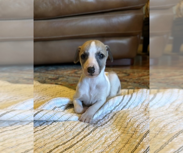 Medium Photo #1 Whippet Puppy For Sale in ONEIDA, TN, USA