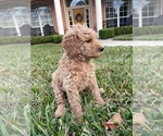 Small Photo #3 Labradoodle Puppy For Sale in JACKSONVILLE, FL, USA