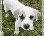 Small #1 Labrador Retriever Mix