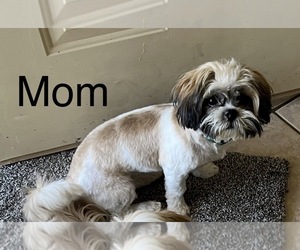 Mother of the Shih Tzu puppies born on 07/01/2026