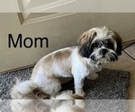 Small Photo #1 Shih Tzu Puppy For Sale in ALBUQUERQUE, NM, USA
