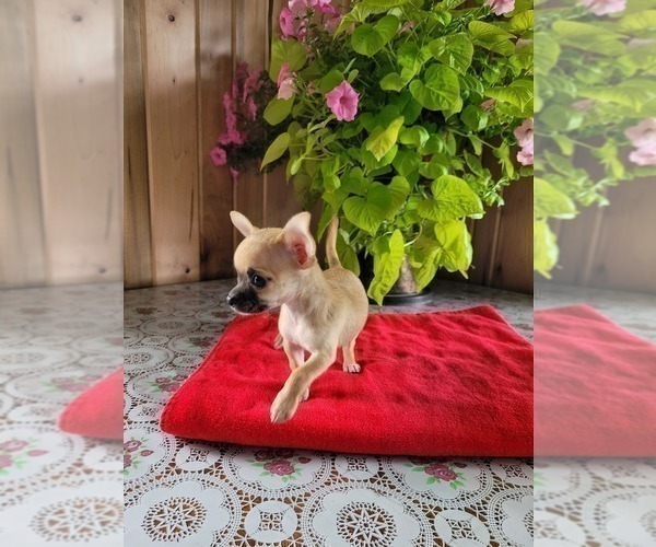 Medium Photo #8 Chihuahua Puppy For Sale in NEW HAVEN, IN, USA