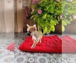Small Photo #8 Chihuahua Puppy For Sale in NEW HAVEN, IN, USA