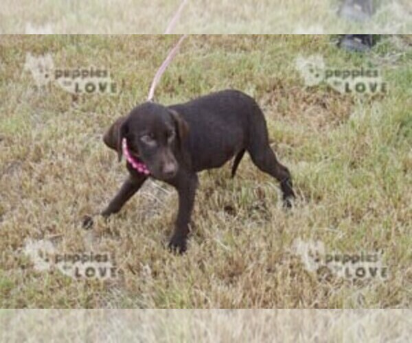 Medium Photo #6 Labrador Retriever Puppy For Sale in SANGER, TX, USA