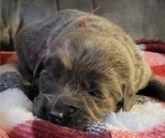 Small Photo #4 Tibetan Mastiff Puppy For Sale in PRINCETON, MN, USA