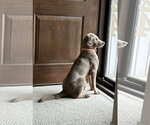 Small #2 Labrador Retriever-Whippet Mix