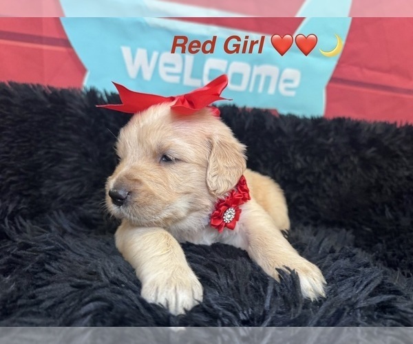 Medium Photo #27 Golden Retriever Puppy For Sale in ORLANDO, FL, USA