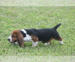 Small #3 Basset Hound