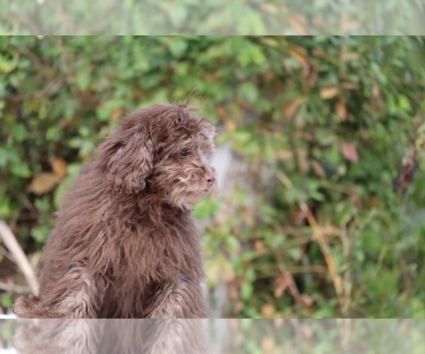 Medium Photo #9 ShihPoo Puppy For Sale in DYERSBURG, TN, USA