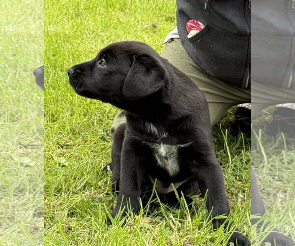 Medium Photo #4 Labrador Retriever-Unknown Mix Puppy For Sale in Stevens Point, WI, USA