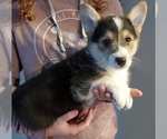 Small #1 Pembroke Welsh Corgi