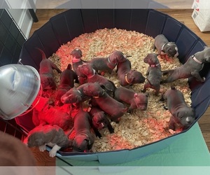 American Bully Puppy for sale in NAUGATUCK, CT, USA