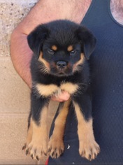 Rottweiler Puppy for sale in SUN VALLEY, CA, USA