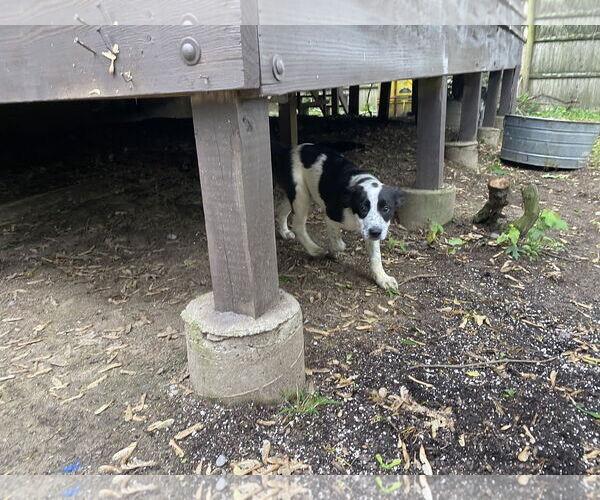Medium Photo #4 Mutt Puppy For Sale in Garden City, NY, USA