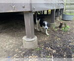 Small #3 Mutt