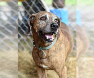 Jack (Trinity) - Male Mutt Dog for Adoption - Photo #4
