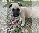 Small Photo #1 Shepradors Puppy For Sale in The Woodlands, TX, USA