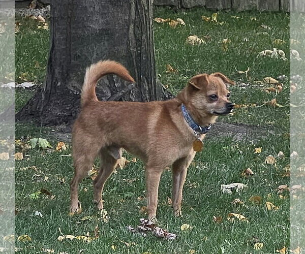 Medium Photo #2 Chihuahua-Unknown Mix Puppy For Sale in St. Louis Park, MN, USA