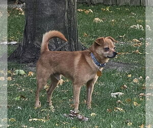 Ace - Male Chihuahua-Unknown Mix Dog for Adoption - Photo #2