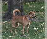 Small Photo #2 Chihuahua-Unknown Mix Puppy For Sale in St. Louis Park, MN, USA