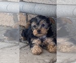 Small #1 Yorkshire Terrier