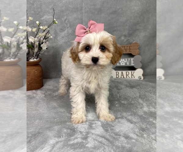 Medium Photo #5 Cavapoo (Standard) Puppy For Sale in GREENFIELD, IN, USA