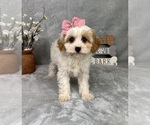 Small #4 Cavapoo (Standard)