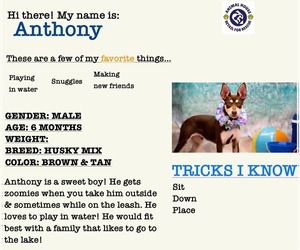 Anthony - Male Australian Kelpie-Siberian Husky Mix Dog for Adoption - Photo #6