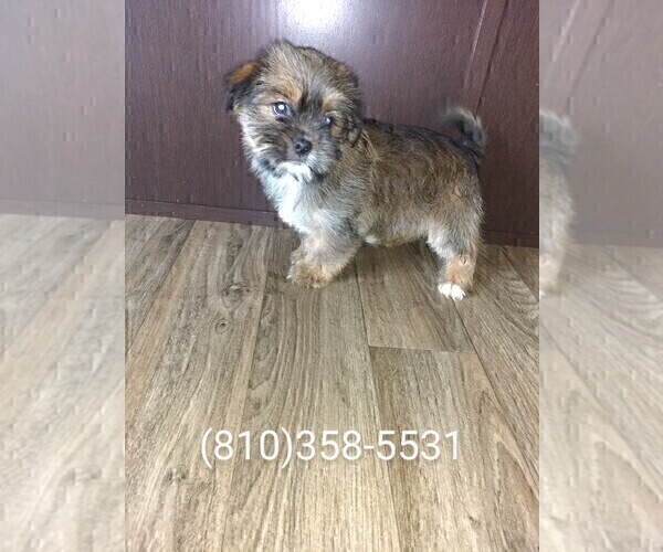 Medium Photo #8 Shih Tzu Puppy For Sale in LAPEER, MI, USA
