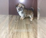 Small Photo #8 Shih Tzu Puppy For Sale in LAPEER, MI, USA