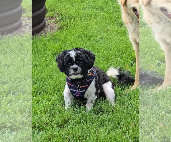 Medium Photo #1 Shih Tzu-Unknown Mix Puppy For Sale in Minneapolis, MN, USA