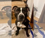 Small American Pit Bull Terrier Mix