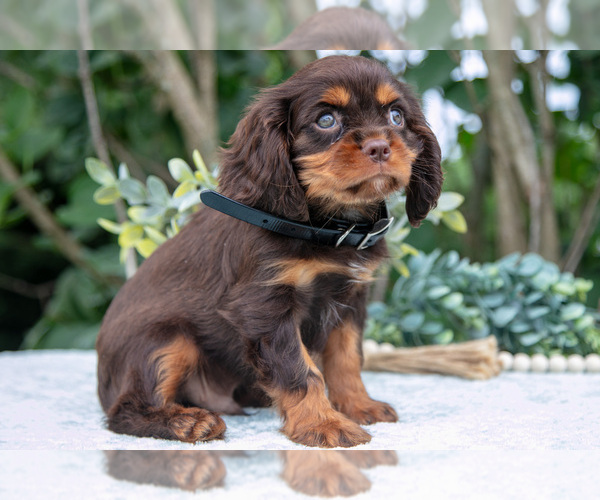 Medium Photo #40 Cavalier King Charles Spaniel Puppy For Sale in SALEM, IN, USA