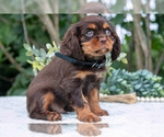 Small #3 Cavalier King Charles Spaniel