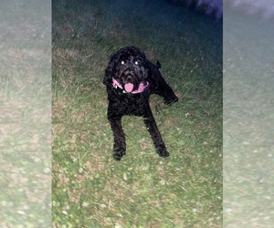 Poodle (Standard) Puppy for sale in HOMECROFT, IN, USA