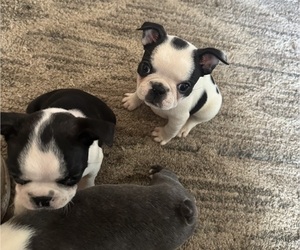 Faux Frenchbo Bulldog Litter for sale in MOUNT ORAB, OH, USA