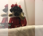 Small Photo #1 Mutt Puppy For Sale in ENTERPRISE, AL, USA