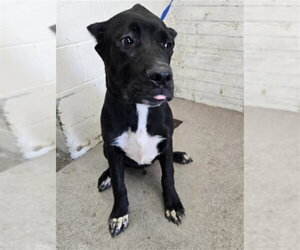 Mutt Dogs for adoption in San Bernardino, CA, USA
