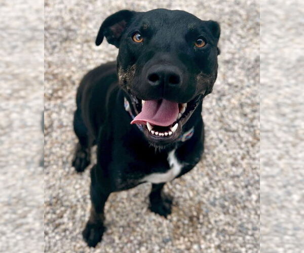 Medium Photo #3 Labrador Retriever-Unknown Mix Puppy For Sale in Jefferson, WI, USA