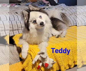 Pomsky Dogs for adoption in Des Moines, IA, USA