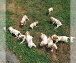 Small Photo #6 Spanish Pointer Puppy For Sale in CATALPA, VA, USA