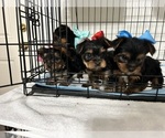 Small Photo #8 Yorkshire Terrier Puppy For Sale in CLOVIS, CA, USA
