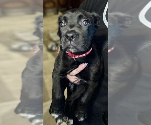 Medium Photo #5 Cane Corso Puppy For Sale in ANDERSON, IN, USA