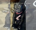 Small #4 Cane Corso