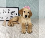 Small Golden Retriever