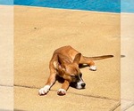 Small #1 Boxer Mix