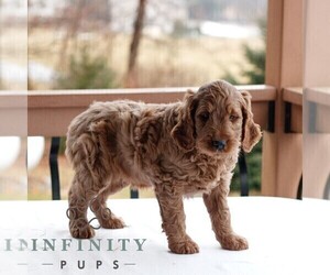 Goldendoodle (Miniature) Puppy for sale in GAP, PA, USA